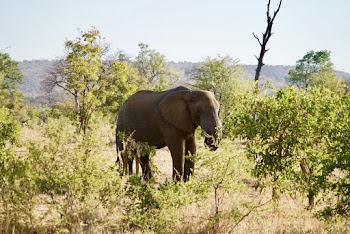 Brown Elephant Beside Trees