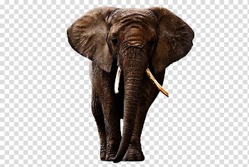 Brown elephant illustration, Indian elephant African forest elephant, Elephant transparent background PNG clipart
