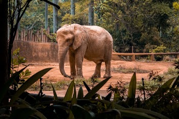 Brown Elephant Near Trees