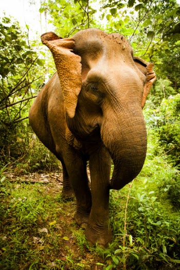 Brown Elephant Stands Between Green Trees and Plants Under White Sky