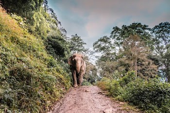brown elephant walking at middle of walkway beside tree
