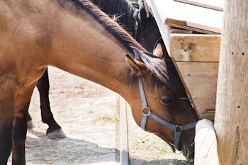 Brown Equestrian Horse