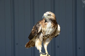 Brown Falcon