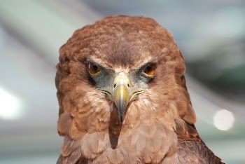 Brown Falcon