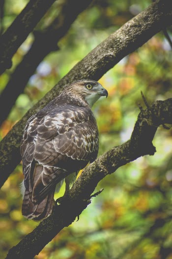 Brown Falcon on Tree