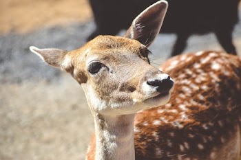 brown fawn