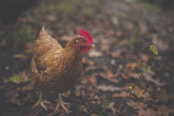Brown Feathered Hen