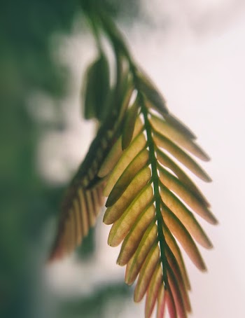 Brown Fern Leaves