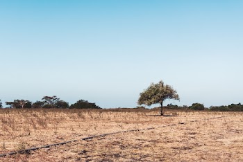 Brown Field