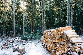 Brown Firewood Under Trees