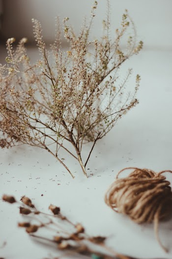 Brown Flower Plant