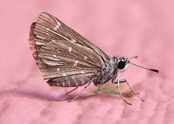 Brown Fly Mouth