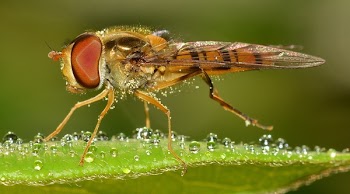Brown Flying Insect Macro Photography