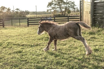 Brown Foal Running on Green Grass