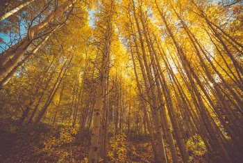 brown forest trees