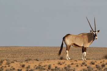 brown four-legged animal on field under gray sky
