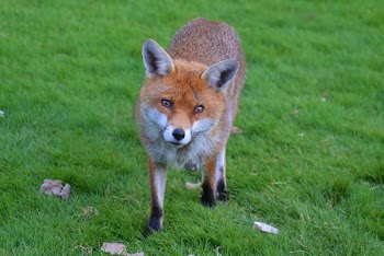 Brown Fox in Green Grass Field