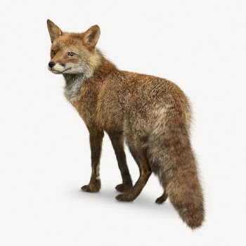 Brown fox isolated on white, | Free PSD - rawpixel