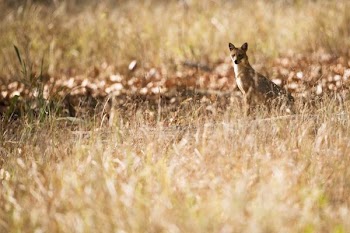 brown fox looking elsewhere in the meadows