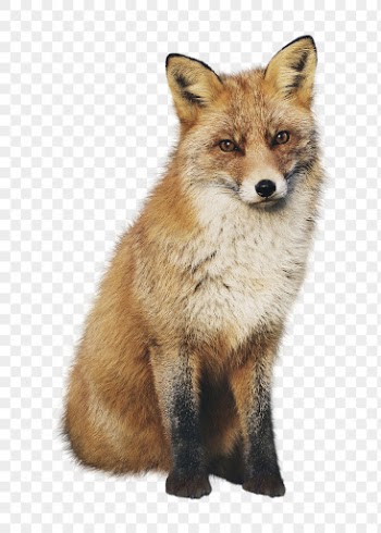 Brown fox png clipart, wildlife, | Free PNG - rawpixel