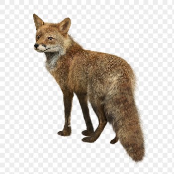 Brown fox png clipart, wildlife, | Free PNG - rawpixel