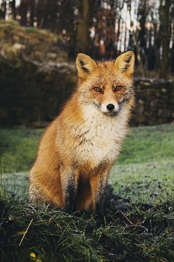 Brown fox sitting on grass | Free Photo - rawpixel