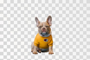 Brown French bulldog in yellow t-shirt
