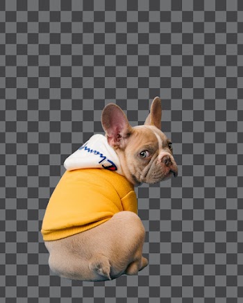 Brown French bulldog in yellow t-shirt