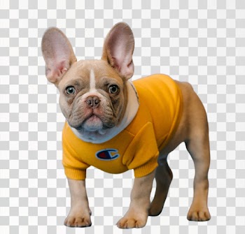Brown French bulldog in yellow t-shirt