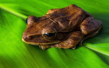 Brown Frog