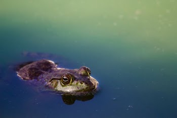 brown frog on river