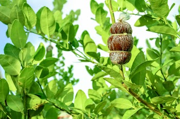 Brown Fruit on Tree