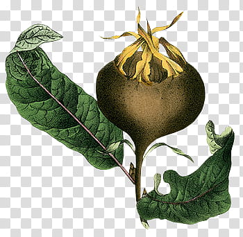 Brown fruit with two green leaves illustration transparent background PNG clipart
