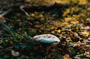 Brown Fungi on Green Grass