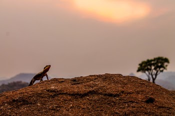 Brown Gecko in Brown Soil