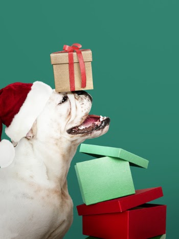 Brown Gift Box on White Bull Dog's Head