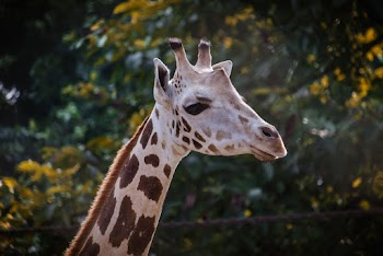 Brown Giraffe