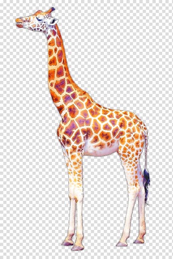 Brown giraffe art, Giraffe Drawing Art, baby animals transparent background PNG clipart