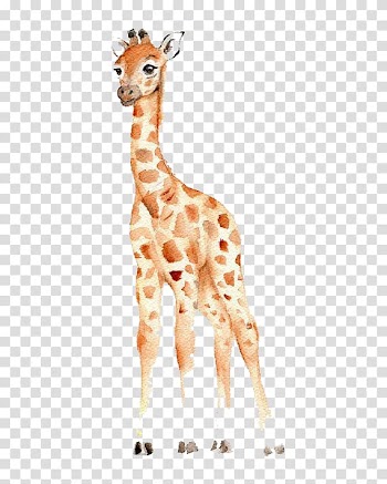 Brown giraffe , West African giraffe Watercolor painting Drawing Nursery, Baby giraffe transparent background PNG clipart