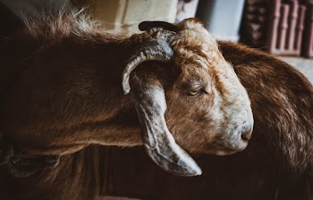 Brown Goat