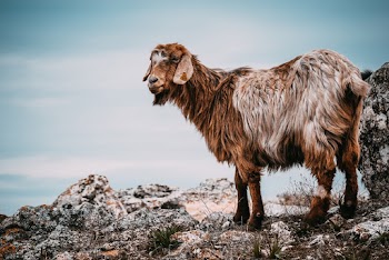 Brown Goat on Gray Rocks