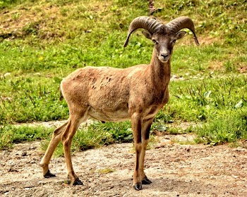 Brown Goat Standing Beside Grasses
