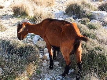 Brown Goat With Horn