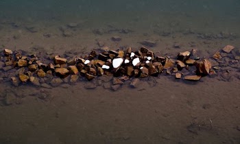 brown grains in close-up photography