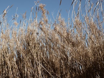 Brown Grass