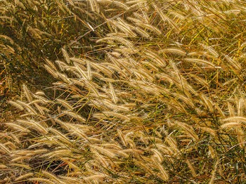 Brown Grass