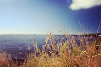 Brown Grass