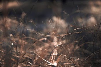Brown Grass