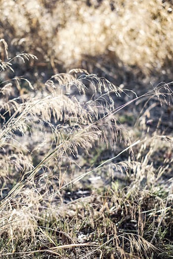 Brown Grass