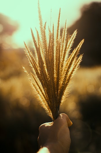Brown Grass